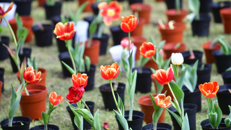 圖集｜一片花海綠化公屋地  海盈邨現鬱金香花田