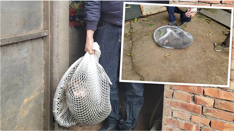 台灣一隻狒狒遭獵槍射殺死亡 當局工作人員合影挨轟