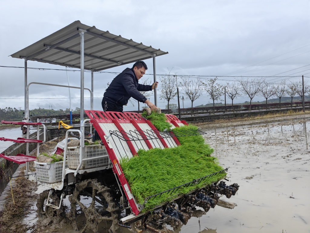 廣東樂昌9.2萬畝糧食春播春種工作陸續展開