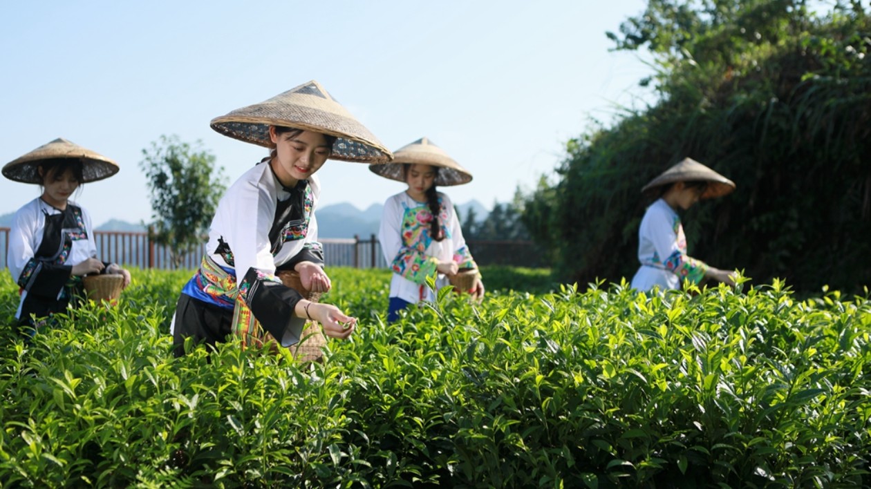 湘品湘造 閃耀世界| 保靖黃金茶產業發展步入「黃金時期」