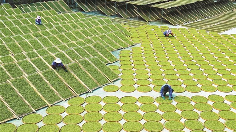 以品牌展會打破流通瓶頸 深圳茶博會帶動上萬茶企茶辳致富