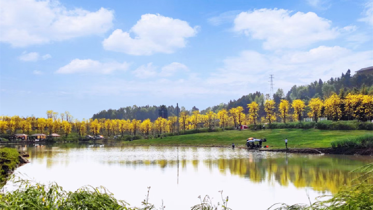 來簡陽 共赴一場黃花風鈴木的盛宴