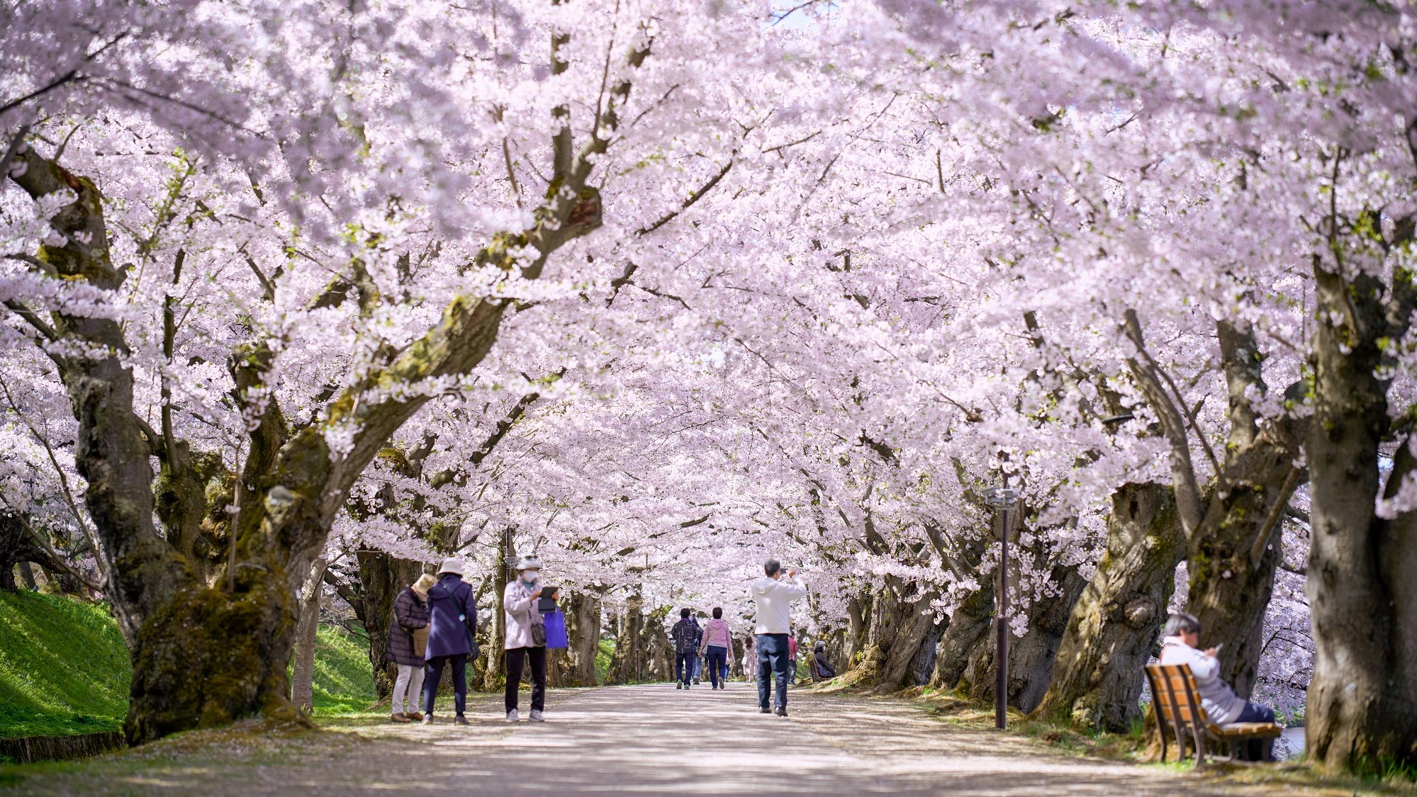 【旅遊】日本青森縣 四月賞櫻正當時
