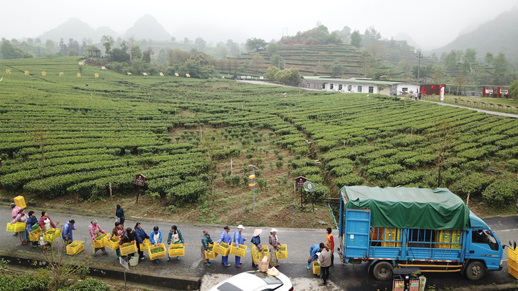 廣東農特產品加快「出圈」