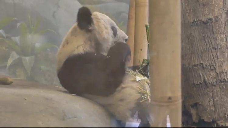 旅美大熊貓「丫丫」啟程回國