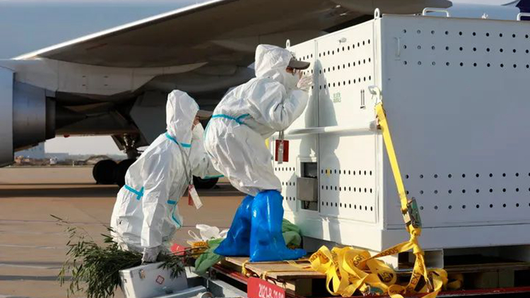 「丫丫」順利回國 將前往封閉隔離檢疫區