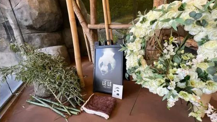 旅美大熊貓「樂樂」死因公布