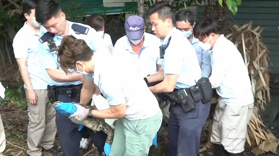 八鄉蓮花地驚現鱷魚蹤影 漁護署圍捕一小時將其擒獲