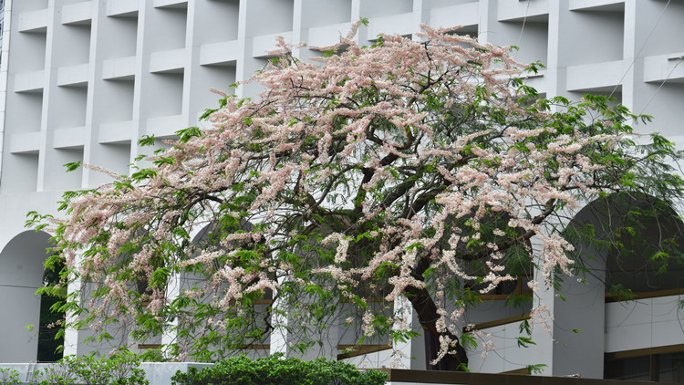 圖集 | 中環百年節果決明樹花已開 粉嫩嫣紅白色小花交錯綻放