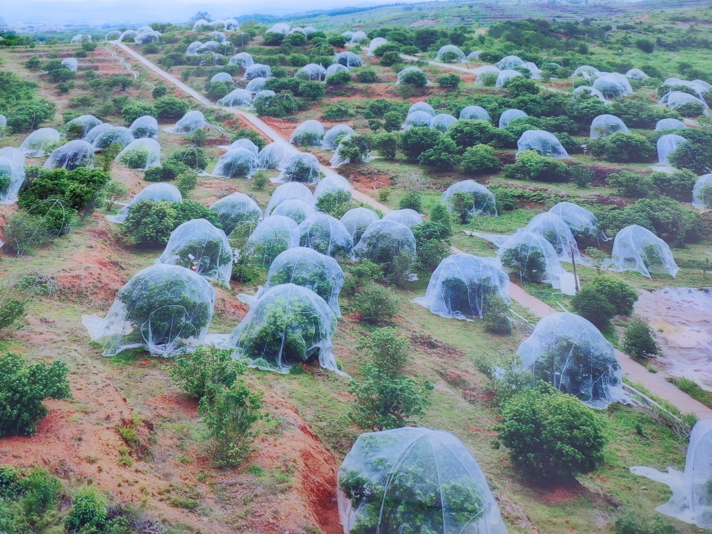 粵北始興3.2萬畝楊梅長勢良好 將於五月中下旬陸續上市