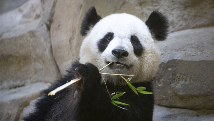 旅法大熊貓「圓夢」將於7月4日回國