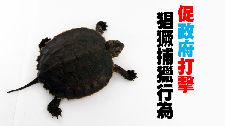 嶺大研究發現本港3種野生淡水龜瀕臨絕跡