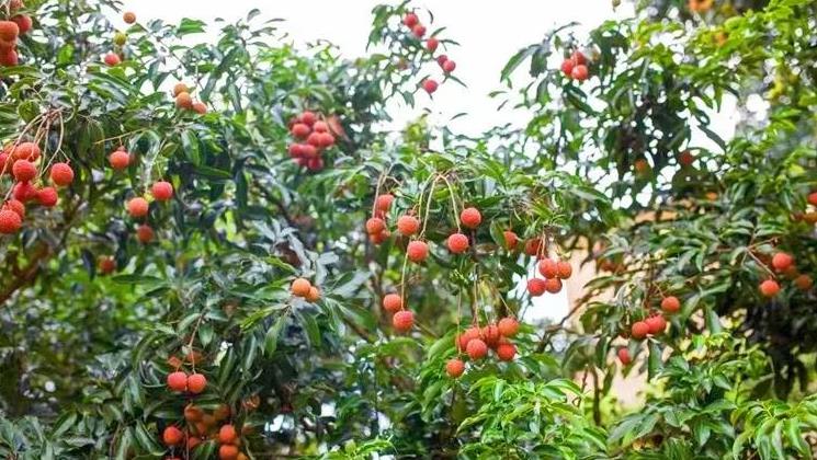 高州荔枝搭上供澳直通車