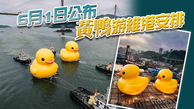 時隔10年巨型黃鴨再度訪港 成雙成對現身青衣 料下月游維港
