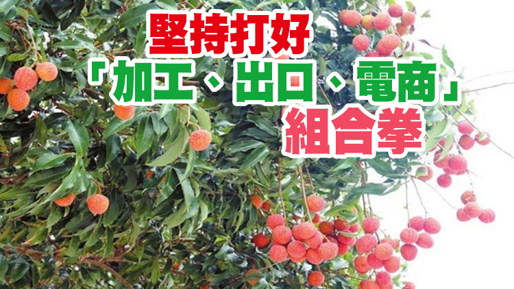 荔紅時節看茂名：「小特產」育成「大產業」