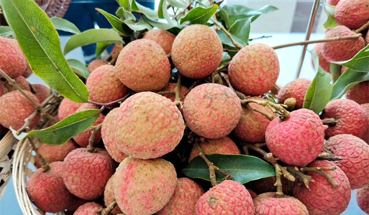 茂名：荔紅時節果香飄 鄉村振興譜新章