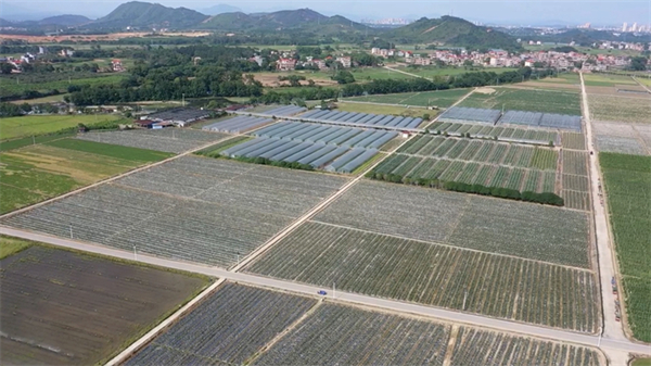 湘品湘造 閃耀世界 | 湖南道縣依托「天然大棚」優勢打造大灣區菜籃子