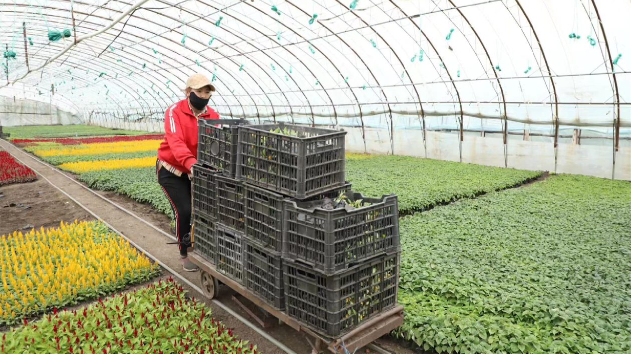 黑龍江依安縣：「小鮮花」助力鄉村振興「大錢景」