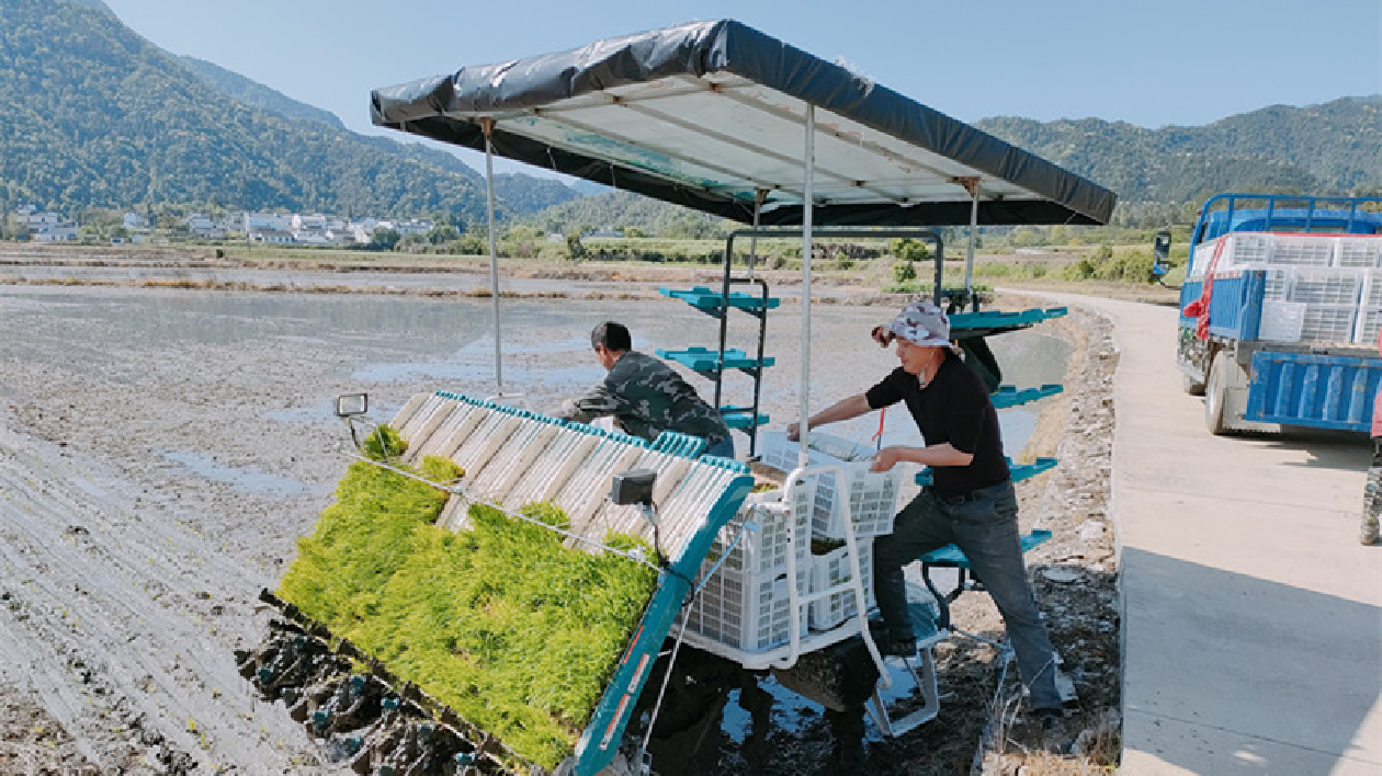 皖黟縣美溪鄉：農文旅「融」出振興新路