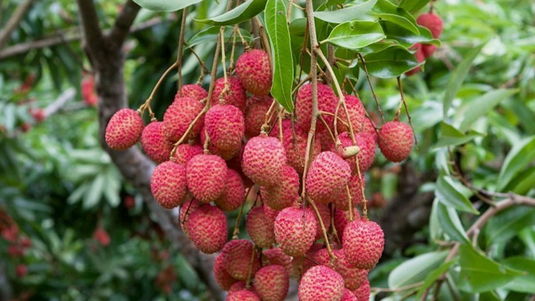 芒種 | 吃荔枝 聽文學家還是聽科學家的？