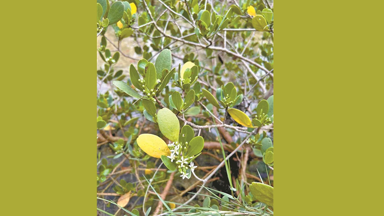 欖李野生種群在深圳首次確認