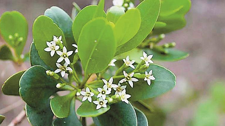 深圳發現植物新成員 首次確認調查到欖李野生種群新記錄