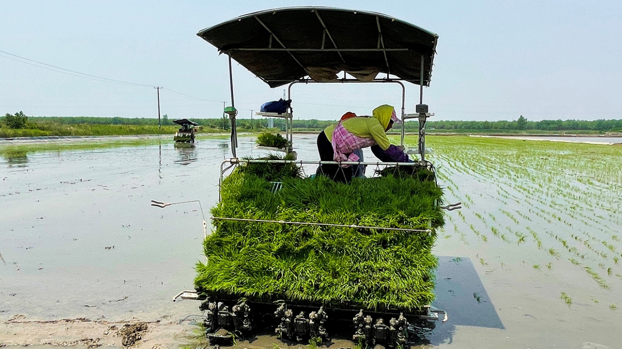 江蘇如東：開墾鹽鹼地 灘涂變良田