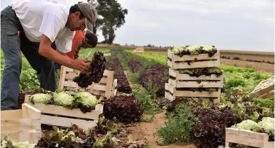 德國5月批發價格同比下降2.6%  為近三年來最大降幅