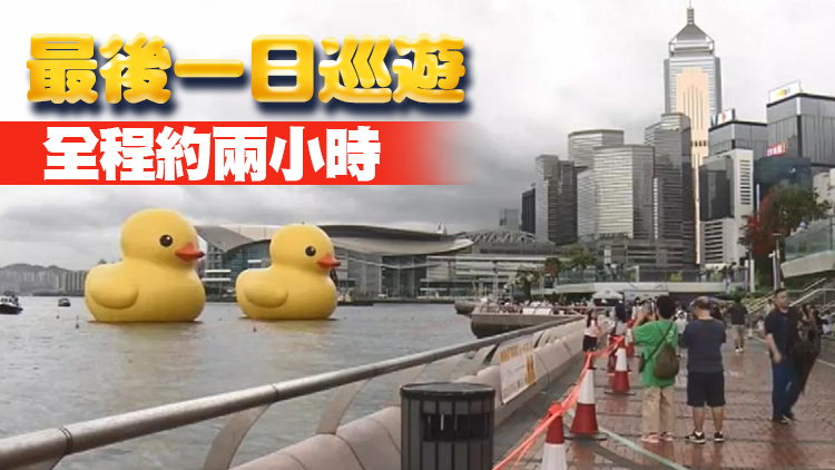 大黃鴨父親節維港巡遊 市民冒雨打卡