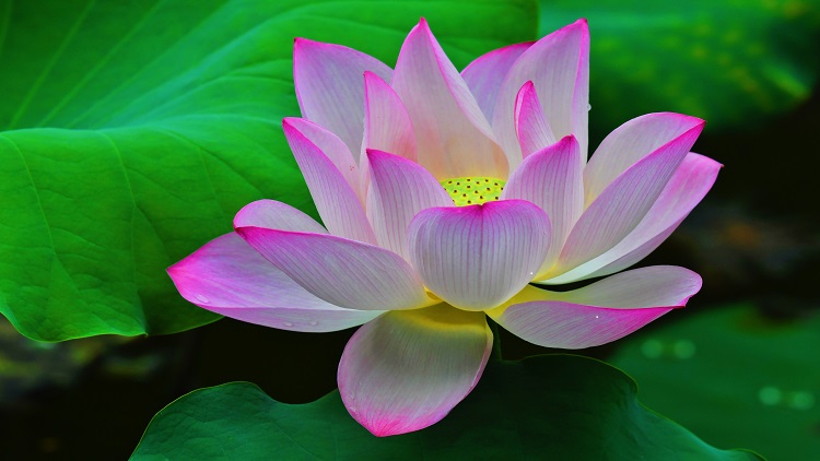 圖集 | 深圳洪湖公園荷花節「荷呈萬象」雨下添淒美