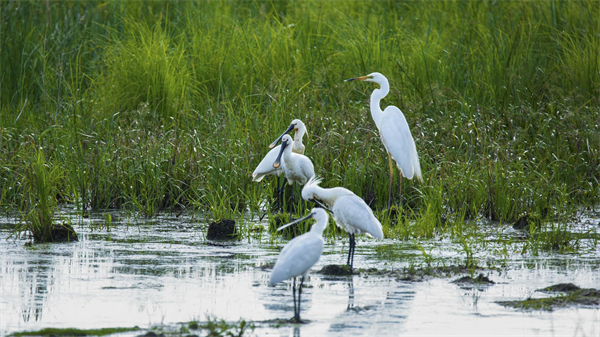 千餘只白琵鷺七星河濕地築巢