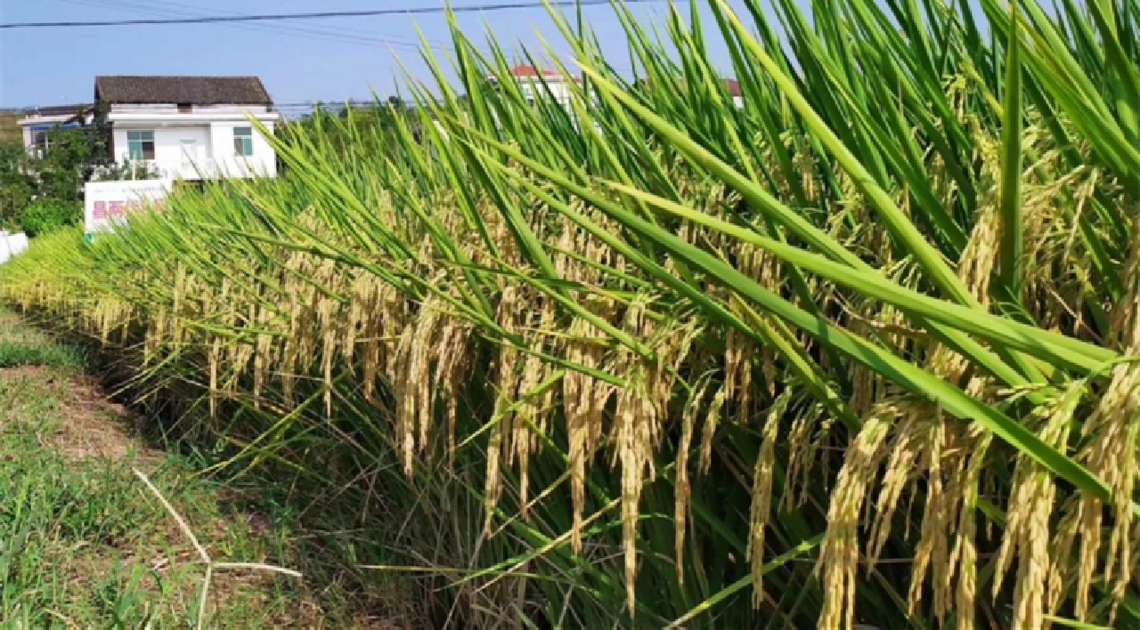 廣西2個主導品種1個主推技術入選  農業農村部2023年主導品種主推技術