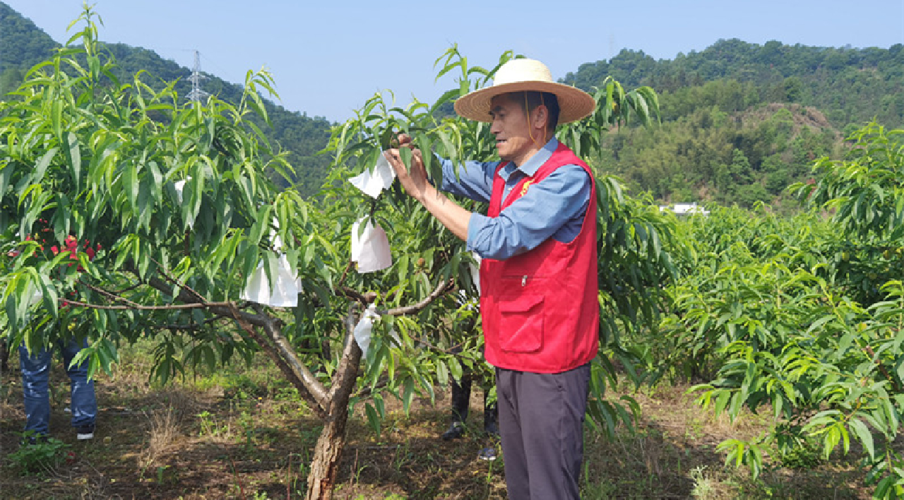 皖黟縣：聯農帶農顯活力  「一村一品」促共富