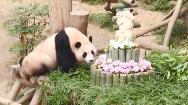 大熊貓「福寶」迎三歲生日 寫真紀念冊在韓熱銷