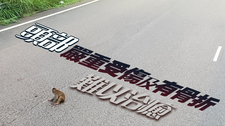 小馬騮疑遭車撞呆坐馬路 漁護署：傷勢過重須人道處理