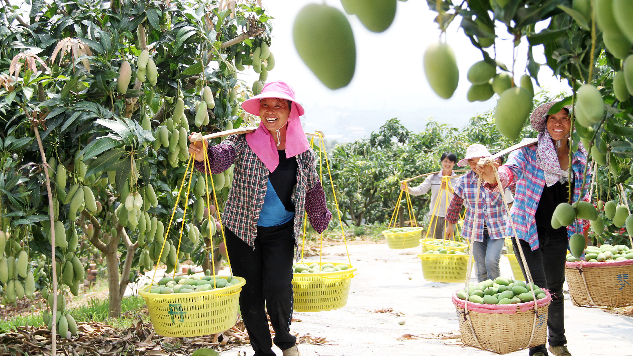 廣西水果產量率先突破3000萬噸 連續五年全國第一