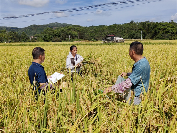 廣西做強種業「廣西芯」 夯實糧食安全「壓艙石」