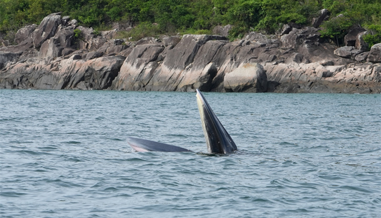 漁護署籲市民不要追蹤鯨魚  陳國基：愛護鯨魚 人人有責