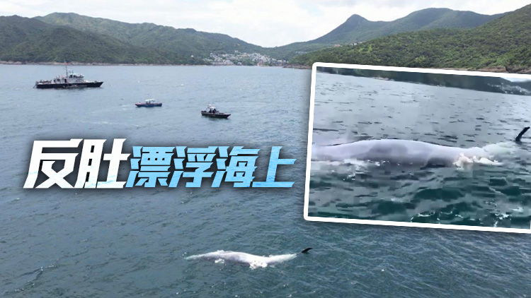 有片丨西貢牛尾洲現鯨屍 海洋公園與漁護署前往了解及處理