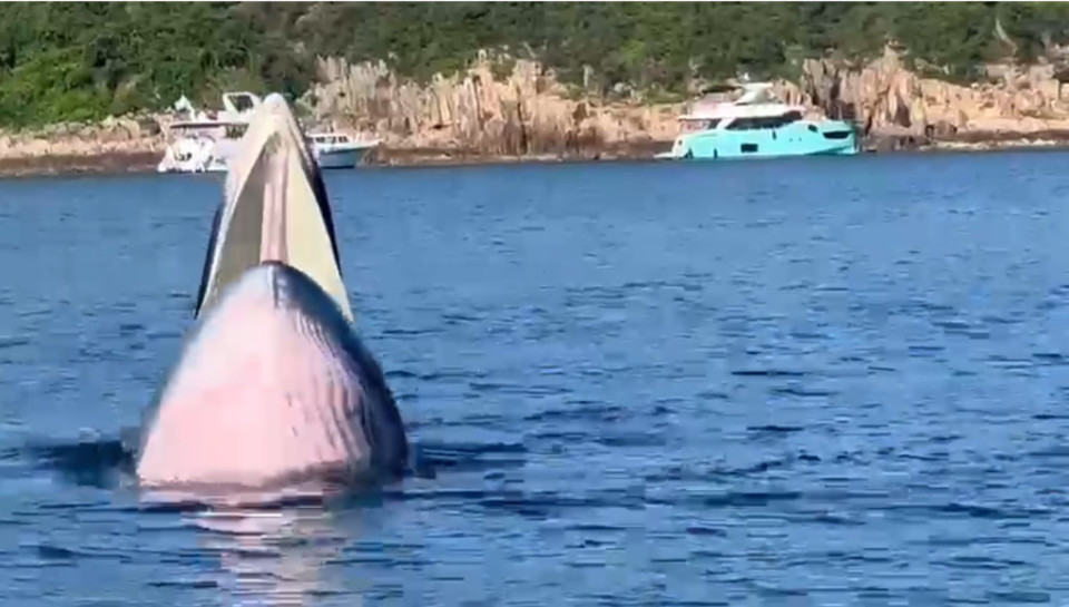 漁護署：對發現鯨魚屍體感惋惜 考慮製成標本