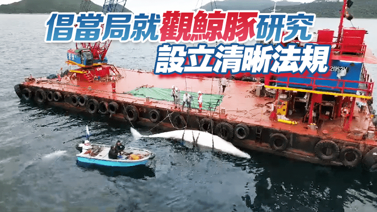 海洋公園：西貢鯨魚屍體新傷口料由船隻撞擊造成 解剖工作需數天