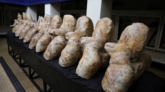 秘魯發現新品種史前巨鯨化石 或成地球歷來最大最重動物