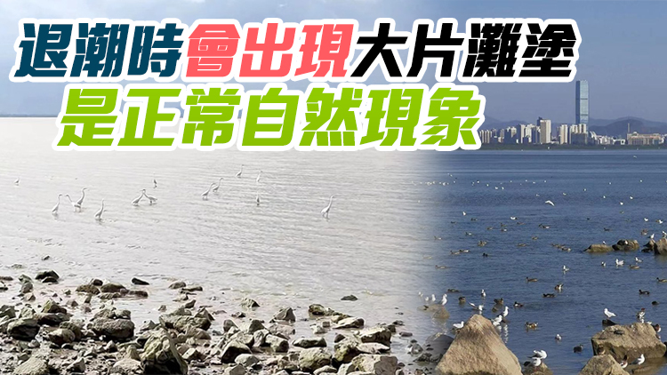 深圳灣海水乾涸？深大專家回應：屬正常潮汐現象