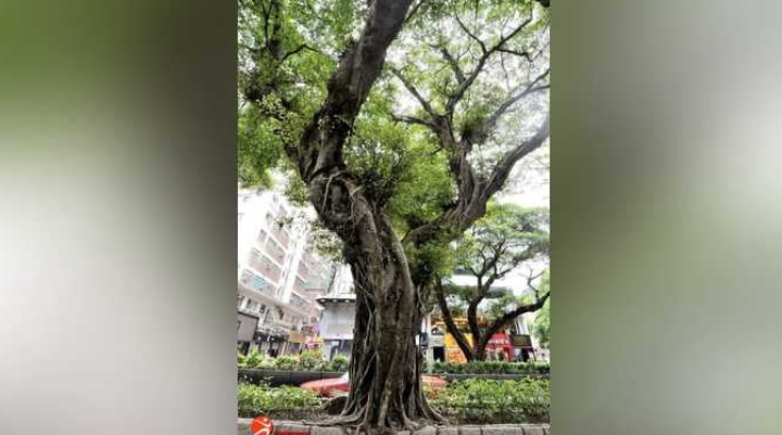 康文署移除尖沙咀警署外有倒塌風險細葉榕