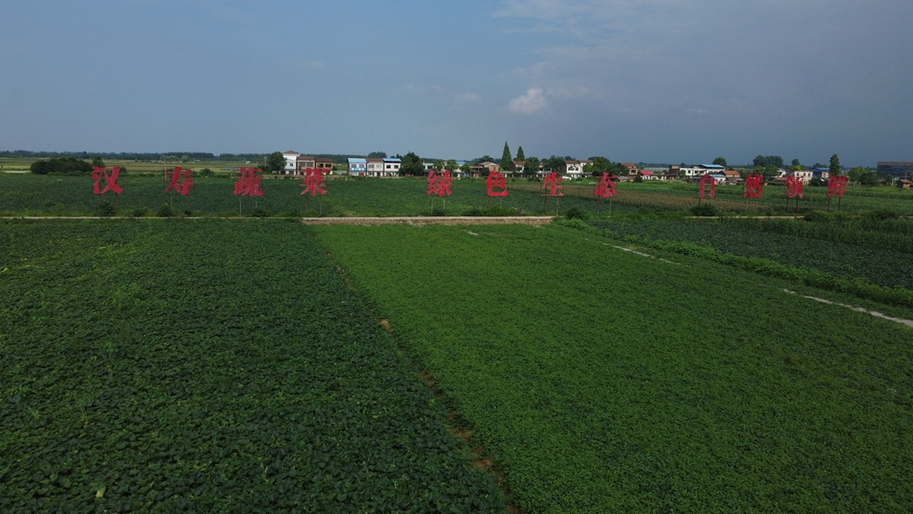 湘品湘造 閃耀世界| 漢壽蔬菜成大灣區居民鮮美生活標配