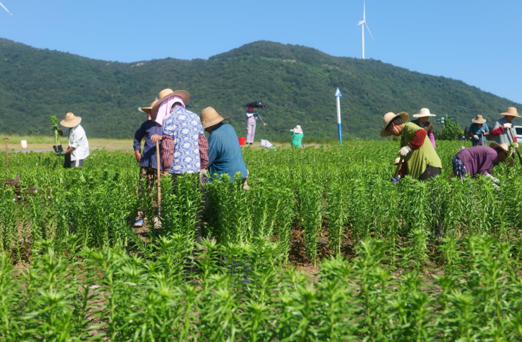 安徽巢湖經開區：鬱金香高地景區40萬株百合花即將盛放