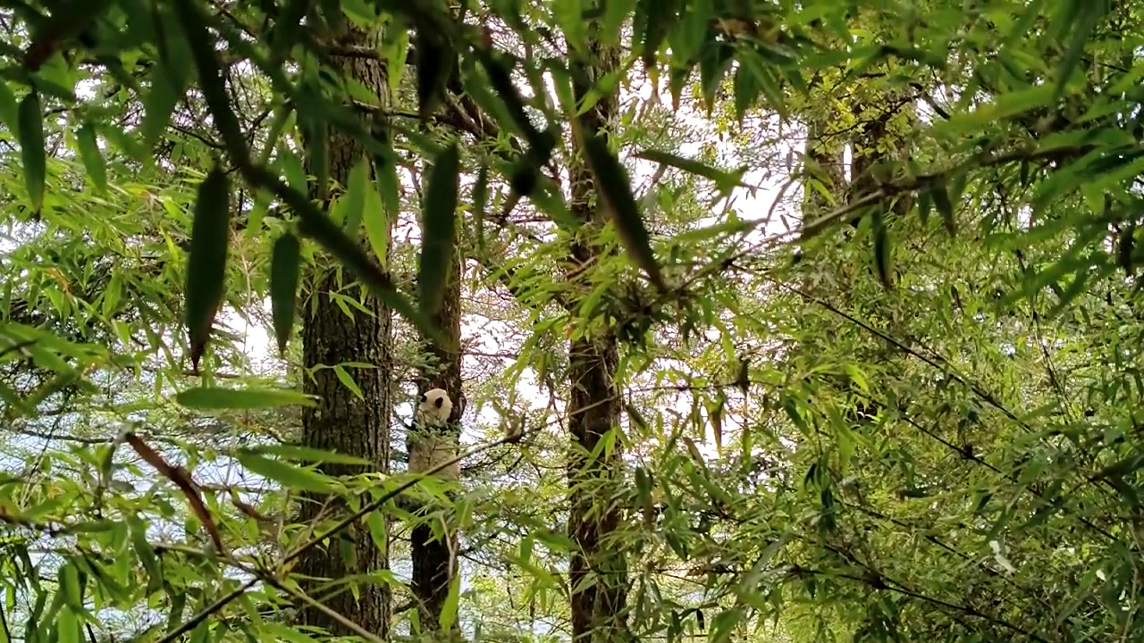 下樹 高空排便  四川平武又現野生大熊貓