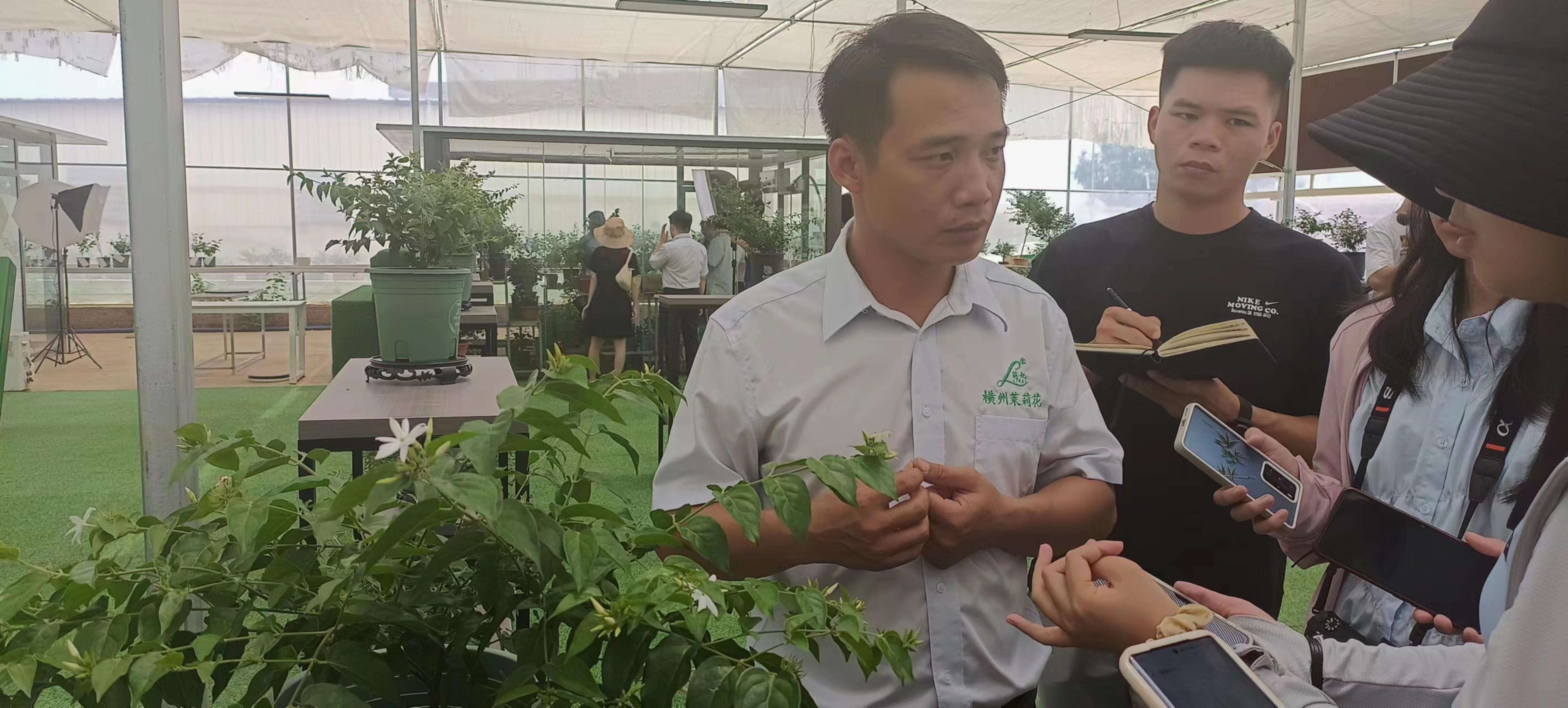 桂橫州2023年茉莉花（茶）綜合品牌價值達222.15億元