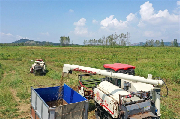 安徽巢湖：千畝「金豆子」迎來收穫期