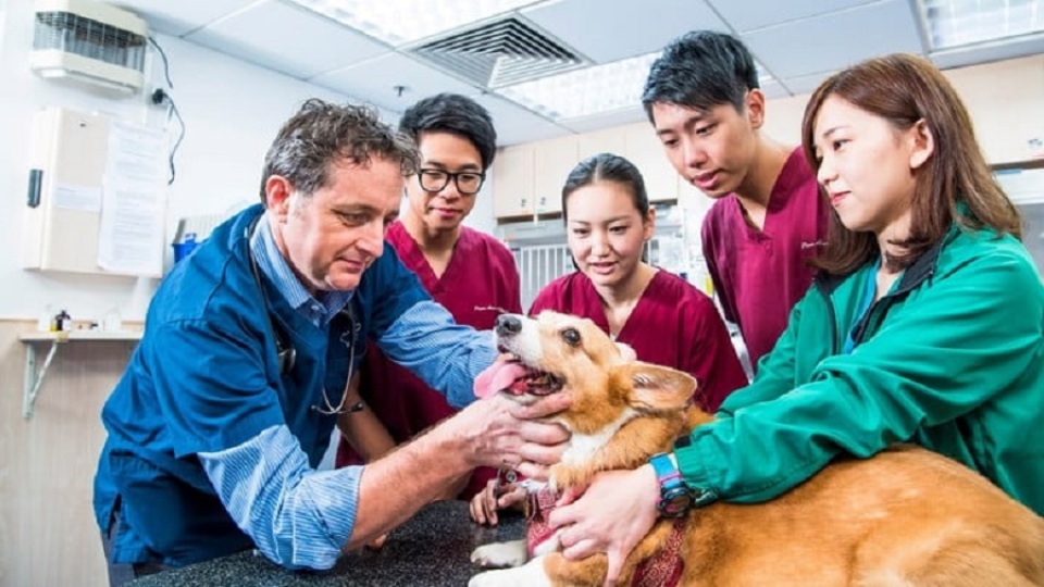 城大：首批11名港產獸醫最早下月能在香港註冊